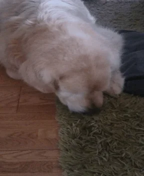 oscar carpets GIF